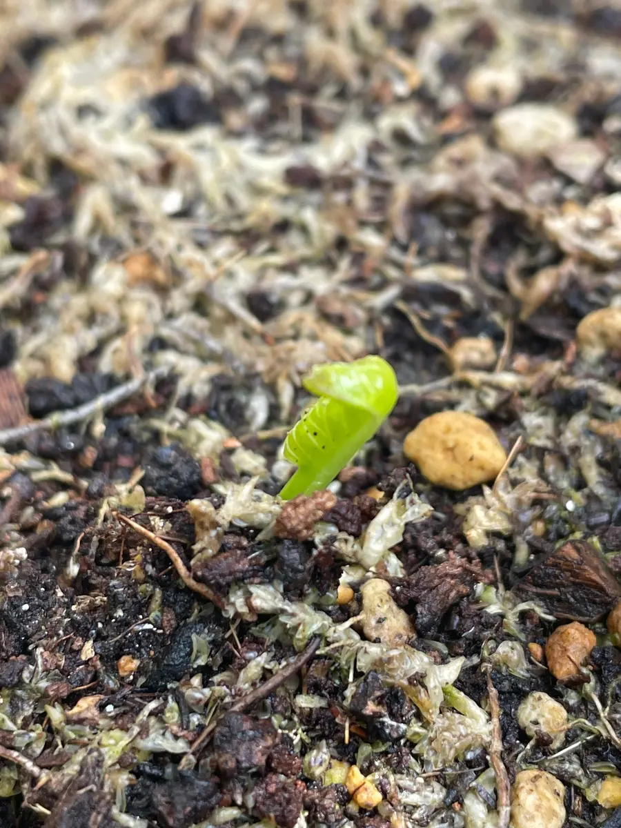 おぉー山わさびの芽が出ています！｜園芸日記byアウルの森｜みんなの