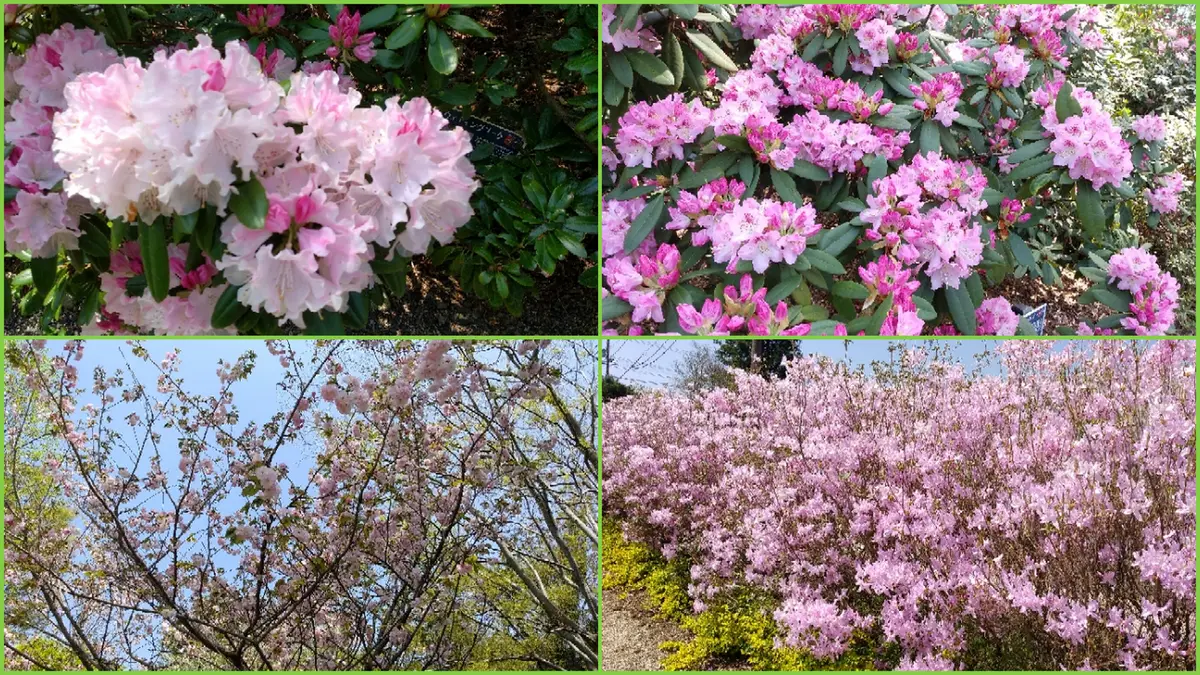 石楠花園へ行ってきました(^^♪｜園芸日記by愛は花。｜みんなの趣味の
