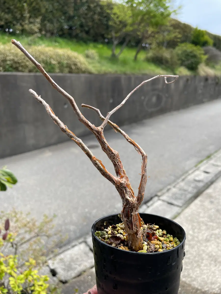 モンストローサ実生も外へ|園芸日記byアウルの森|みんなの趣味 モンストローサ実生も外へ|園芸日記byアウルの森|みんなの趣味