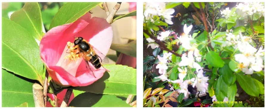 新大阪でりんご花に飛来した「蜂と蝶」は授粉媒介者になっているね