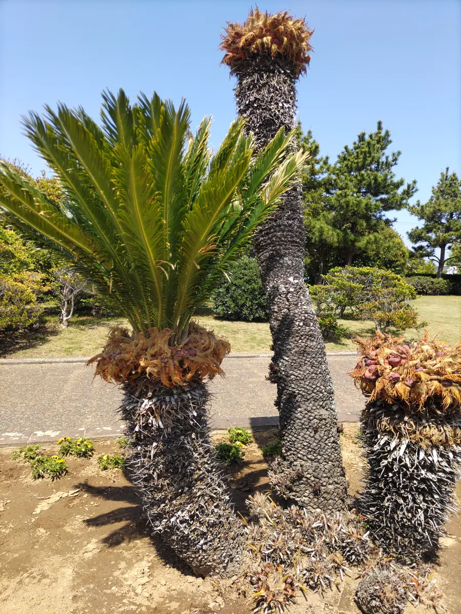 ソテツ 【71】 ソテツ 蘇鉄 7号鉢 71