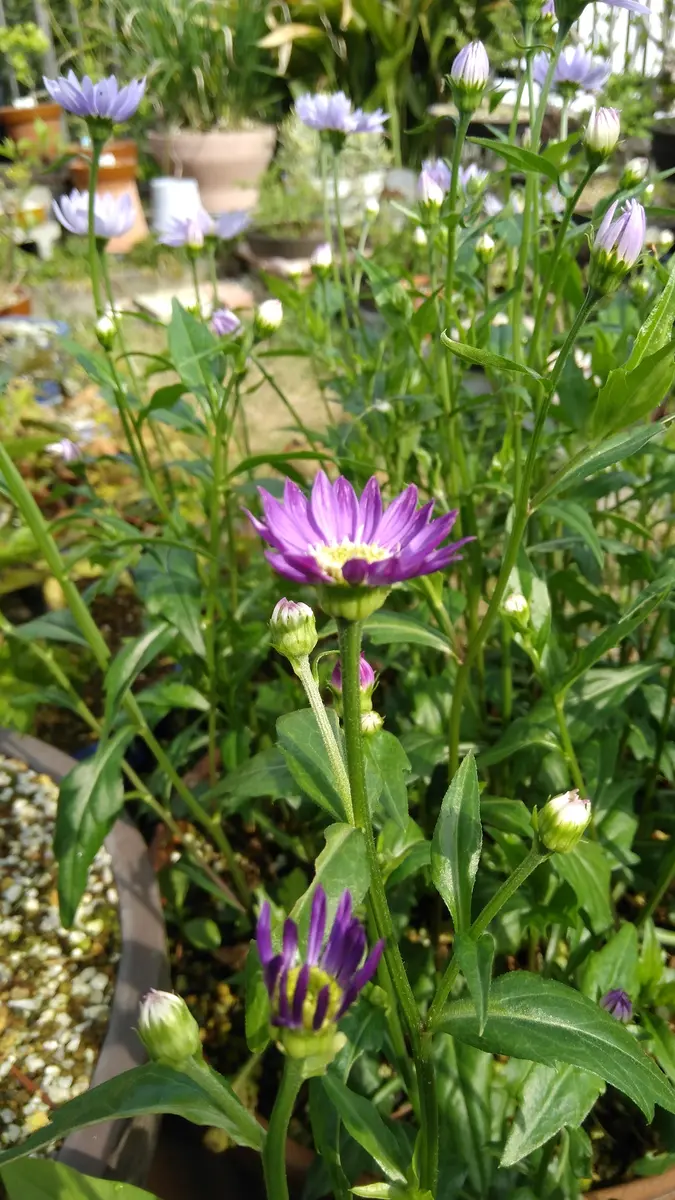 ラベンダーヒル ホットストーン