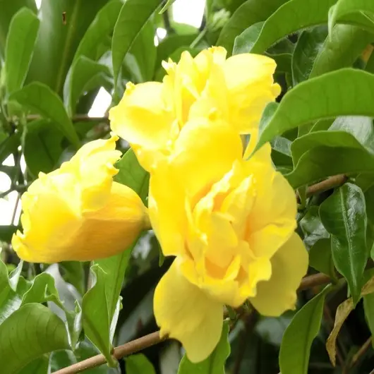 アラマンダ（アリアケカズラ）の種｜園芸日記by宮古の花仙人｜みんなの