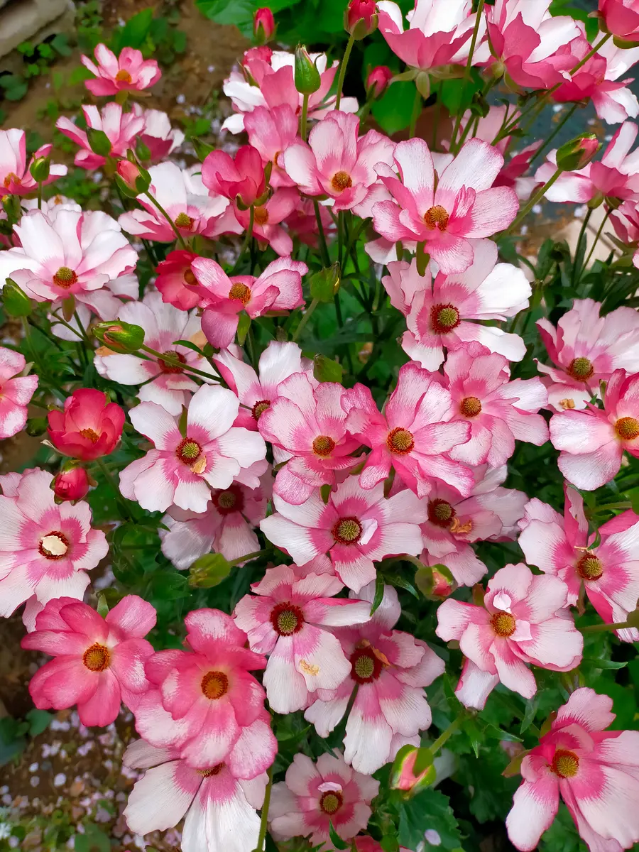 ピクシーの剪定。 | お花日記