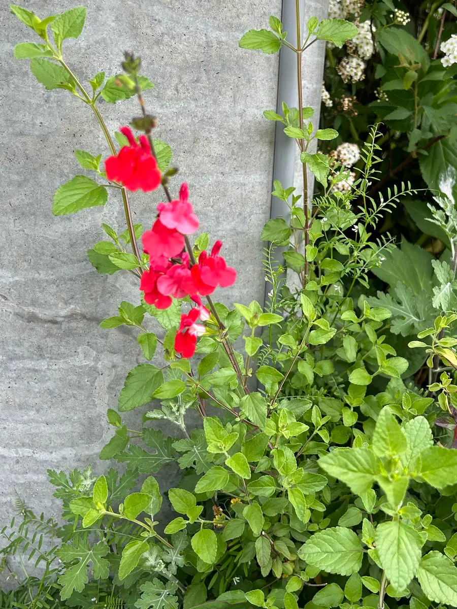 赤い花、白い花、みかんの花？｜園芸日記bymineco｜みんなの趣味