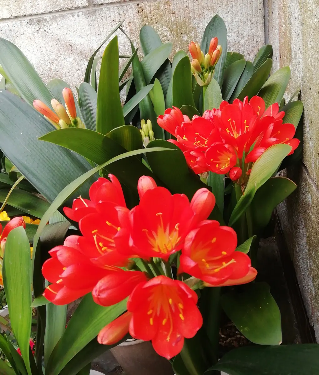 クンシラン(君子蘭)｜園芸日記by三日月｜みんなの趣味の園芸｜1190399