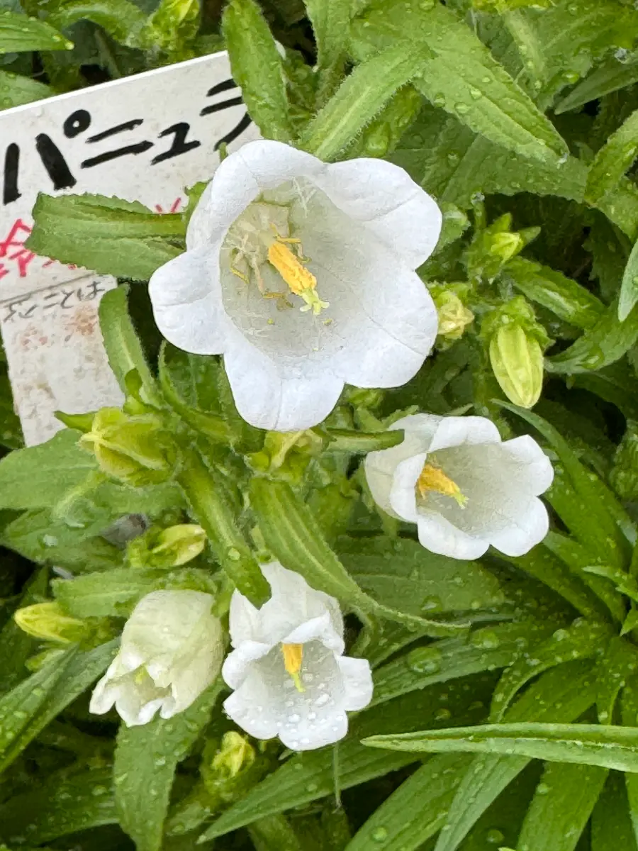 熱い販売 カンパニュラの花が増えました｜園芸日記byMemoryofHappyRose フラワー・リース