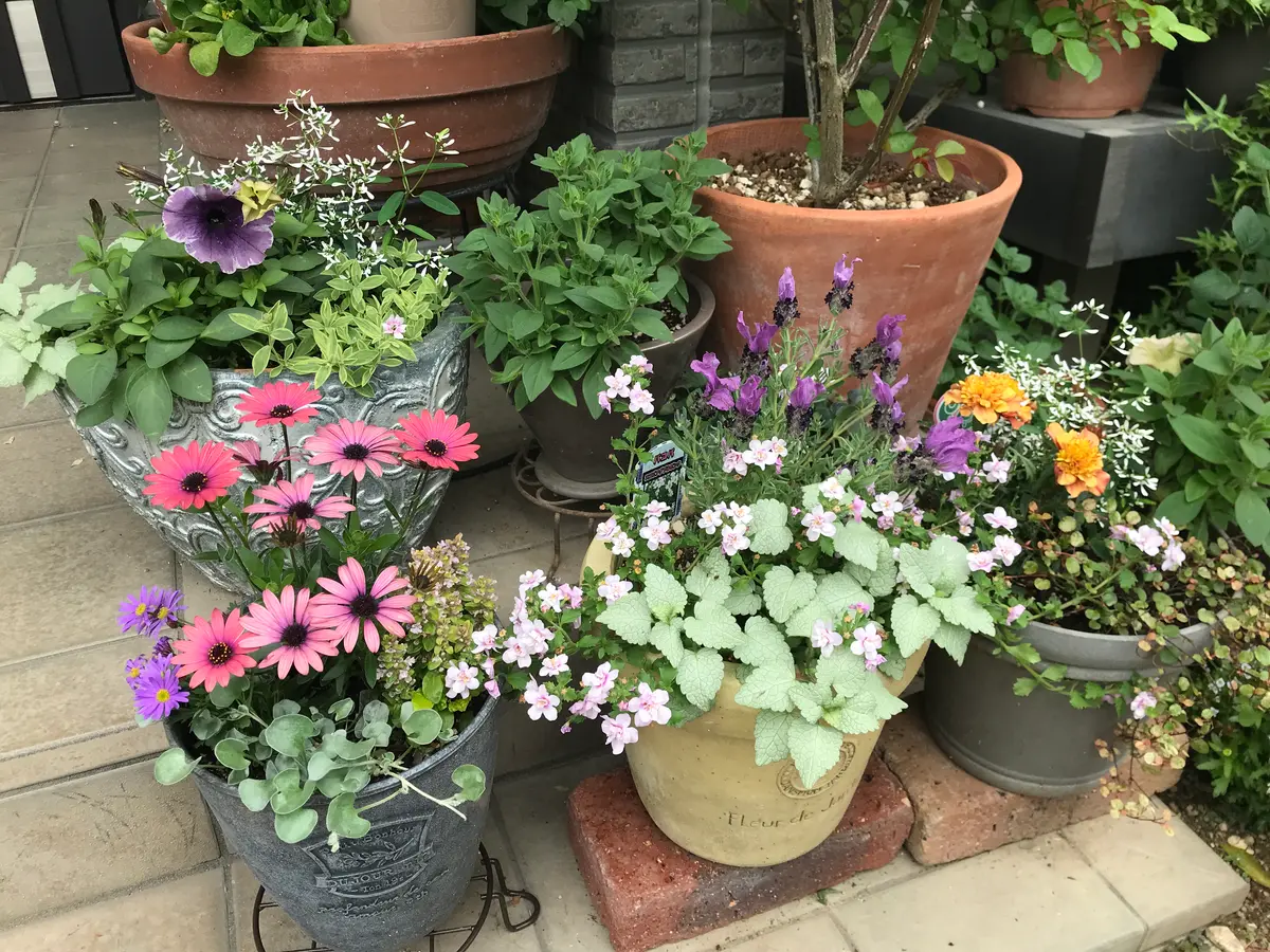 2.ポポラスフェアリースワッグ