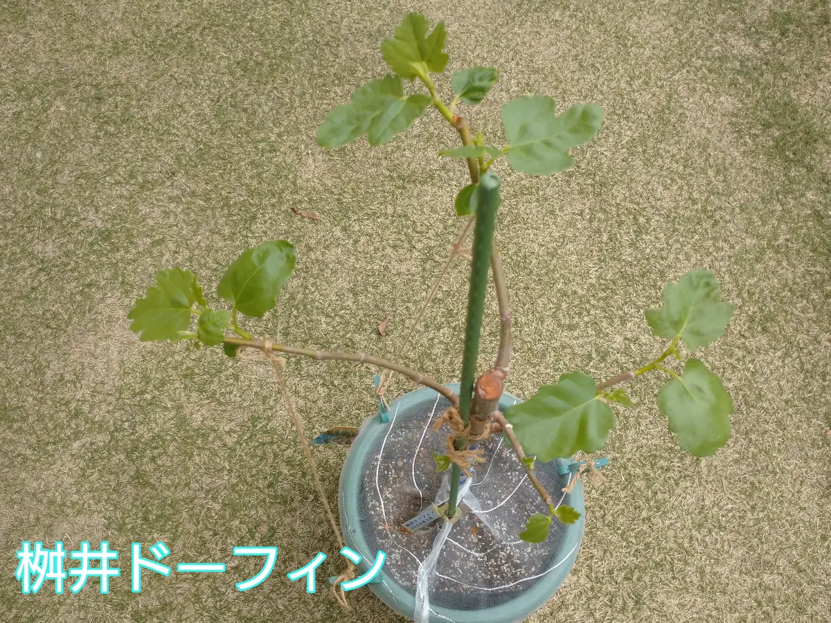 🍐イチジク【カクテルツリー】桝井ドーフィン&サマーレッド｜園芸