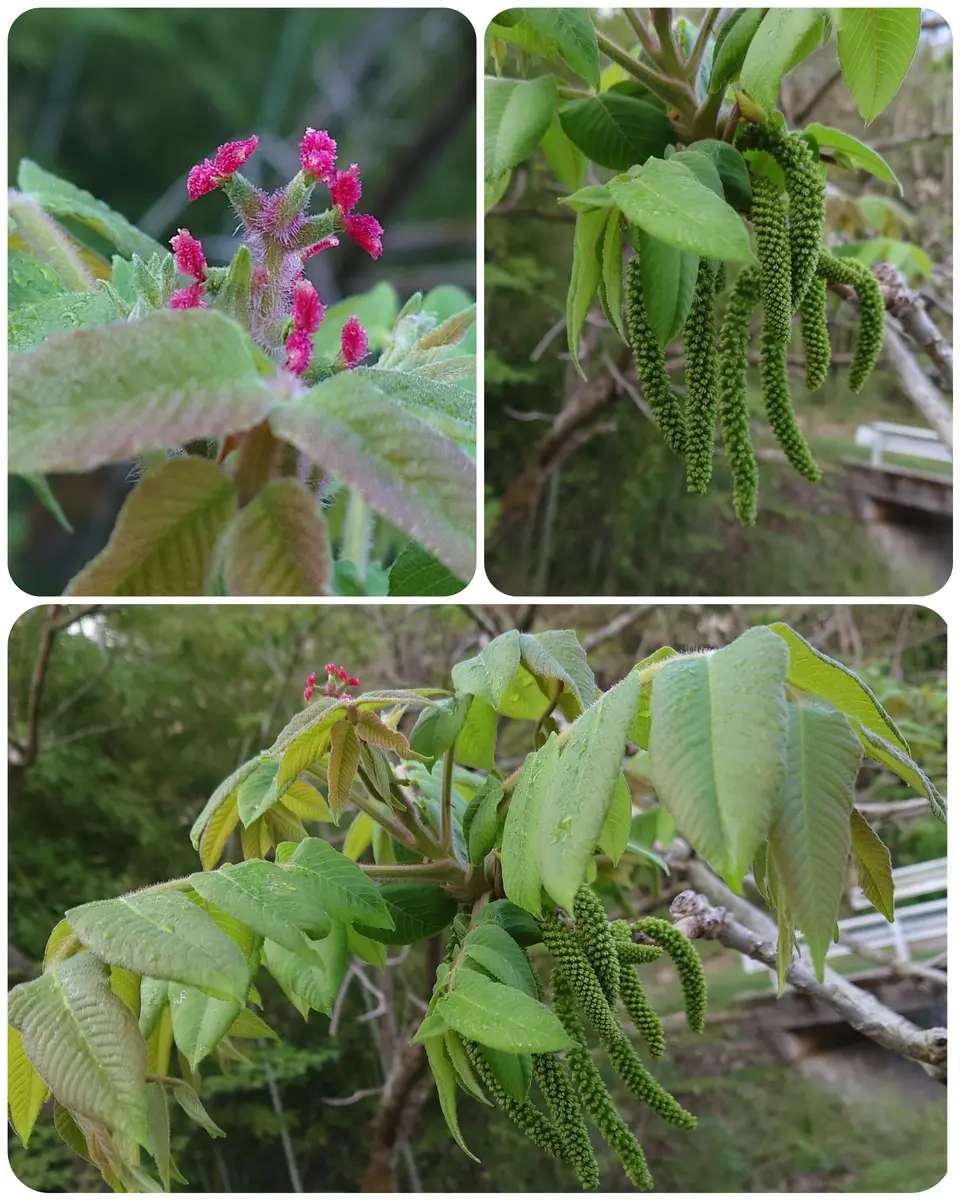クルミの花｜園芸日記byいけの恋｜みんなの趣味の園芸｜1190621