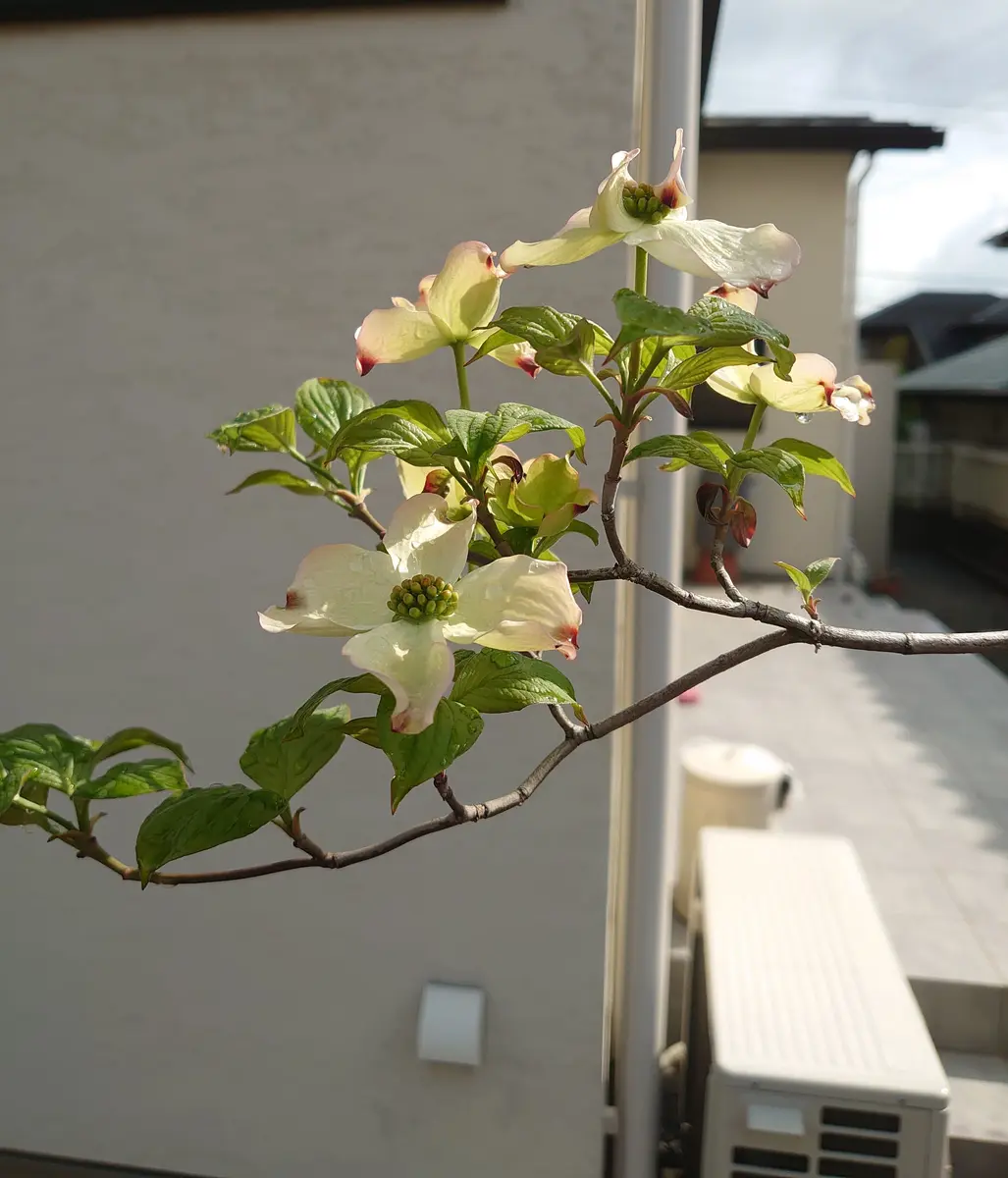 ハナミズキ、咲き始め｜園芸日記byとまこや｜みんなの趣味の園芸｜1190650