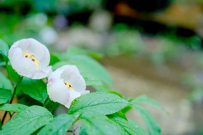 山野草、山芍薬の花 | 民ちゃんのブログ
