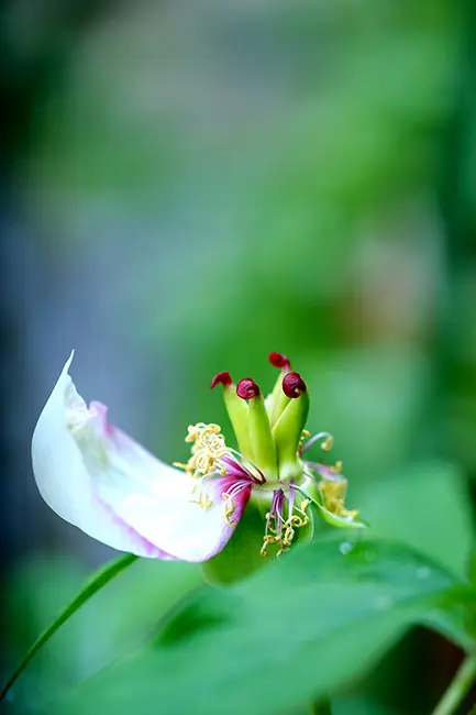 山野草、山芍薬の花 | 民ちゃんのブログ