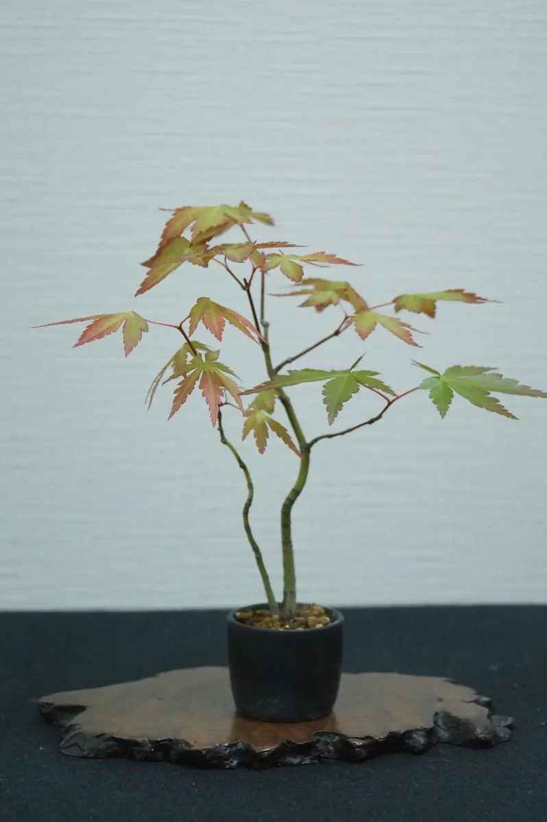 盆栽 「モミジ 双幹」｜園芸日記byFLOWERMAN｜みんなの趣味の