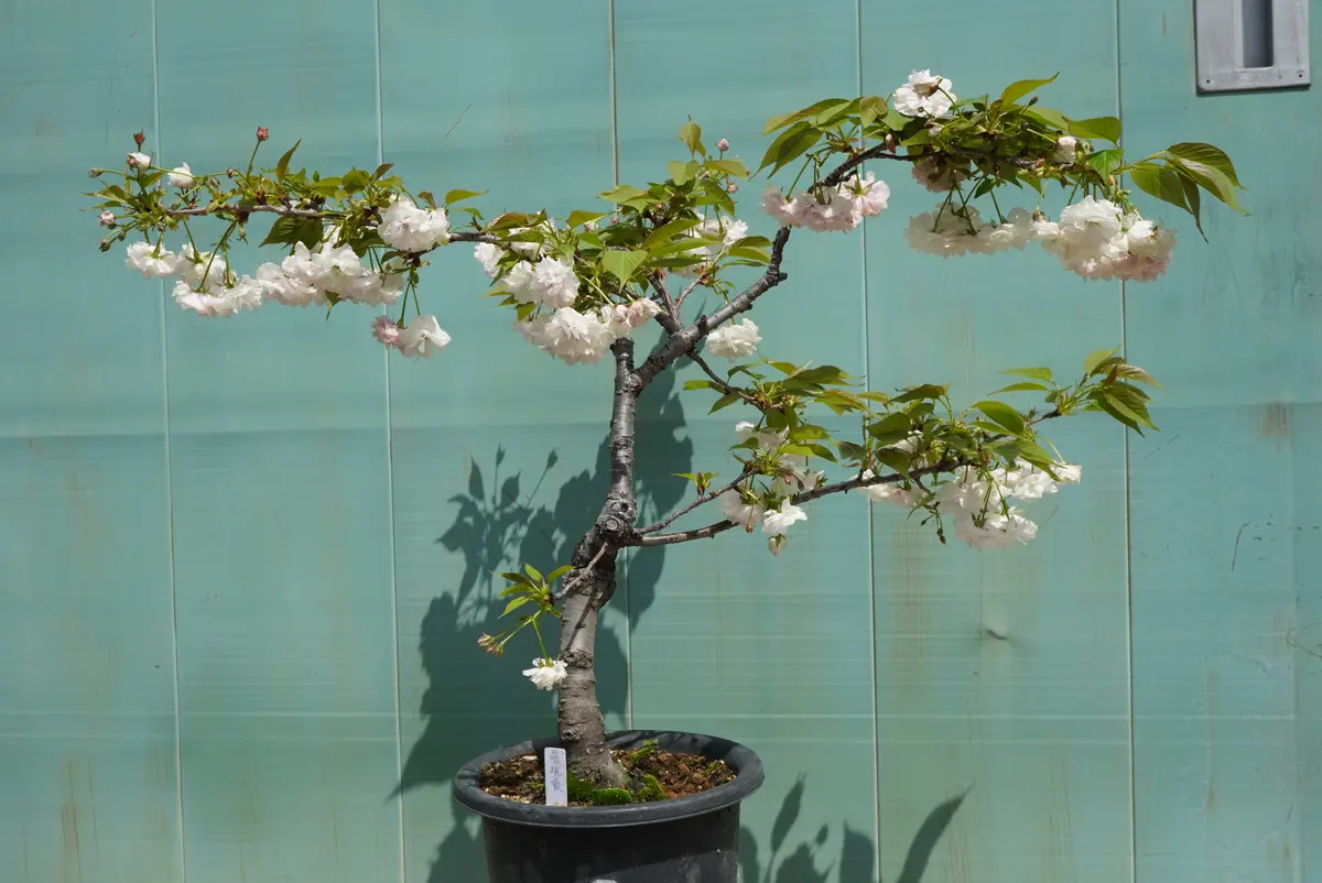 鉢植えの桜｜園芸日記by種蒔き病人｜みんなの趣味の園芸｜1191013
