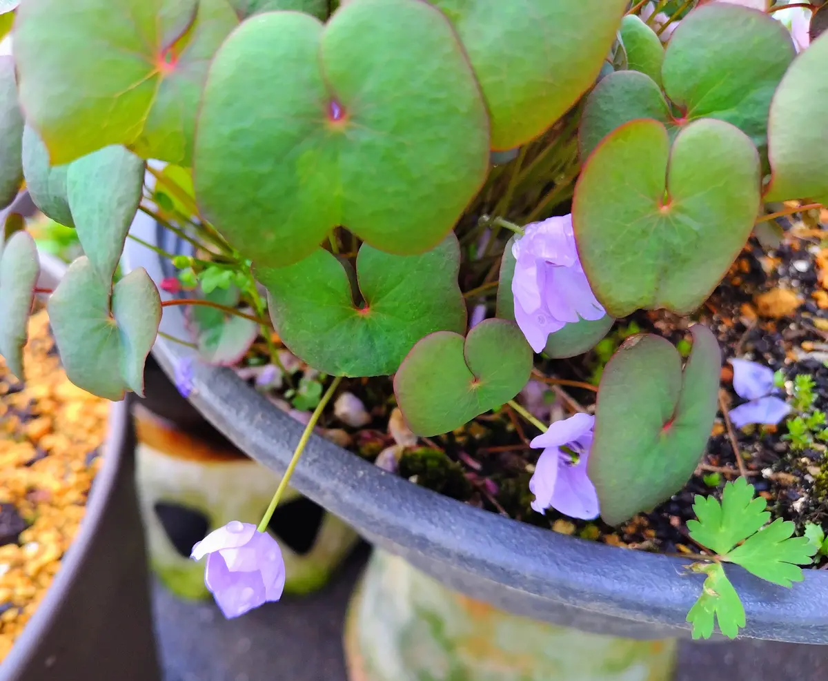タツタソウ葉陰の花｜園芸日記byjictenko｜みんなの趣味の園芸