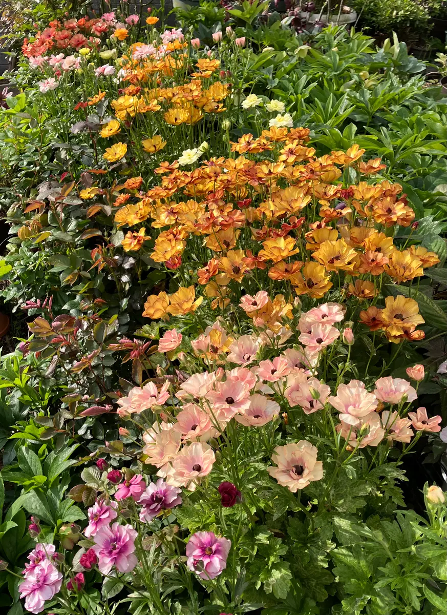 ❉ ラナンキュラスラックス ❉生花 切り花 60size 入るだけ ラナンキュラス ラックス 切花品種なので背丈伸びます🌿。花びらに光沢