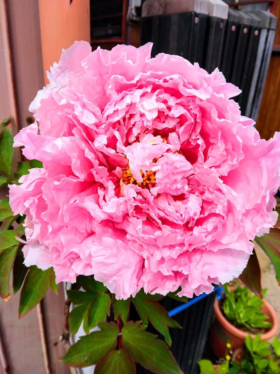 お母さん、牡丹咲いたよ🐥🍡｜園芸日記by燕のこうちゃん｜みんなの趣味  