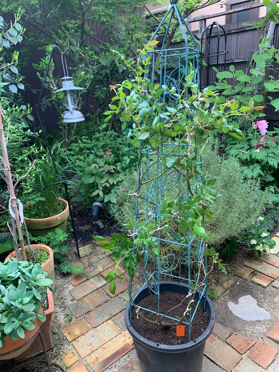つるバラの長尺苗が半額になって迷わず購入｜園芸日記by京都アンテナ