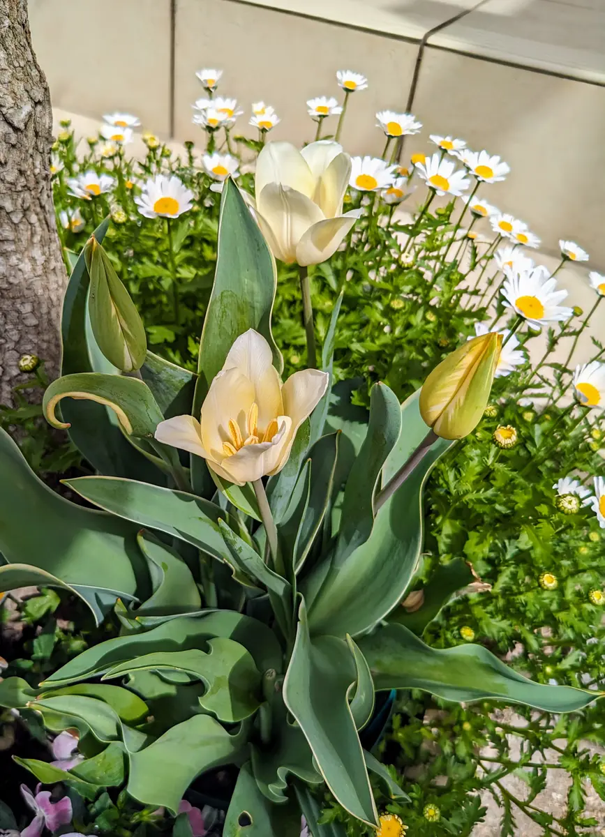 最新エルメス チューリップ🌷｜園芸日記byひろガーデン｜みんなの趣味の園芸 花