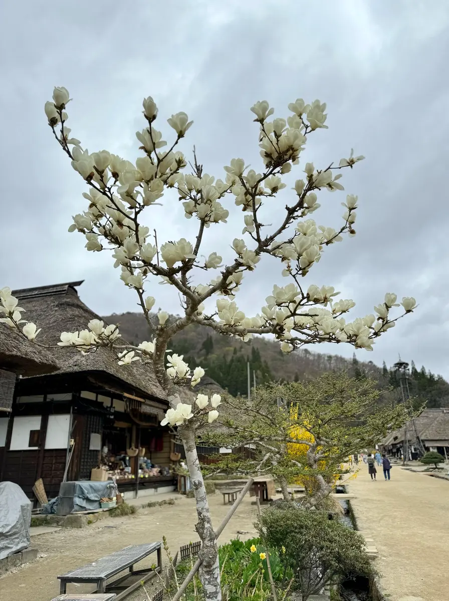福島県南会津大内宿で見た花②白木蓮 桜 ヒマラヤユキノシタ｜園芸日記