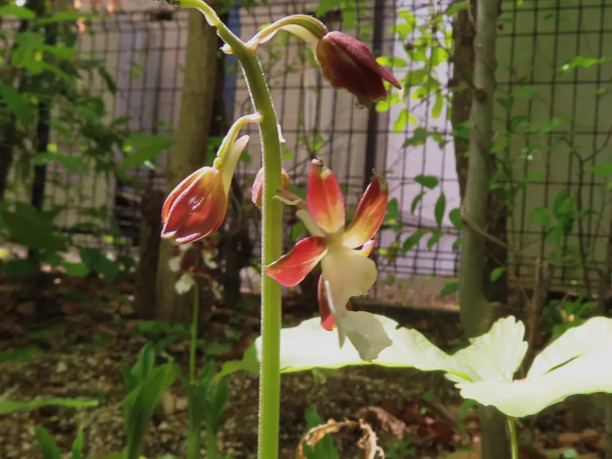 ジエビネが咲き始めた｜園芸日記byichan｜みんなの趣味の園芸