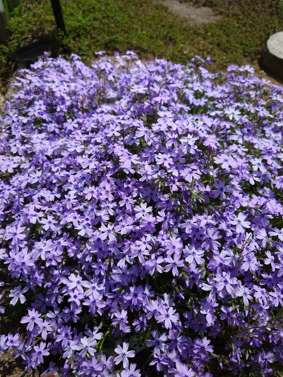 グランドカバープランツにも花｜園芸日記byロナ｜みんなの趣味の園芸