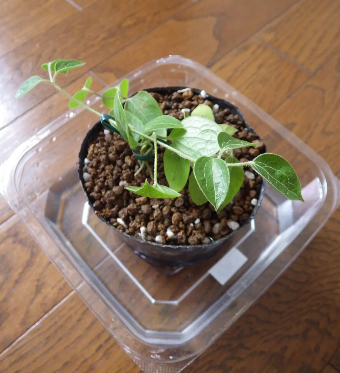 クレマチス 挿し木｜園芸日記by紙飛行機｜みんなの趣味の園芸｜1192265