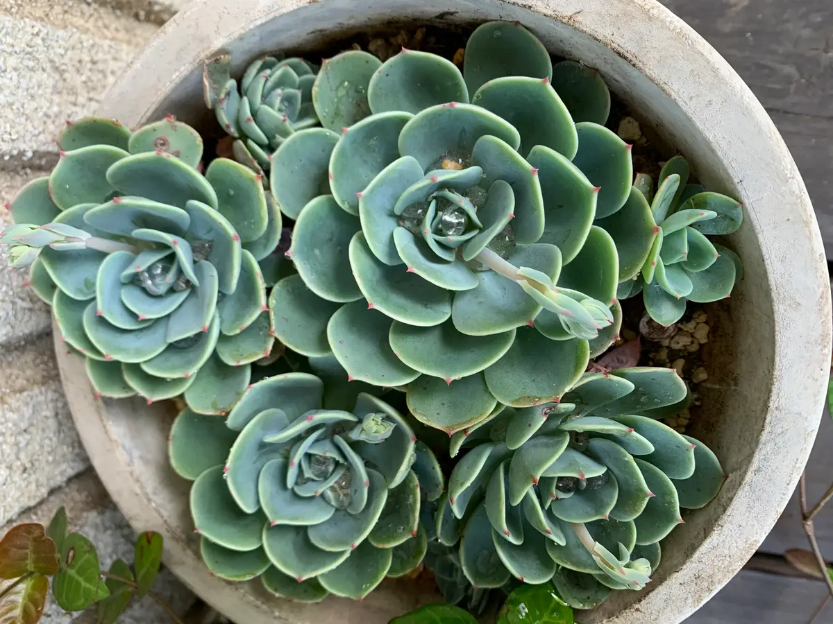 多肉植物にも花が咲きました😊〔写真2枚目〕-オリーブママさんの日記