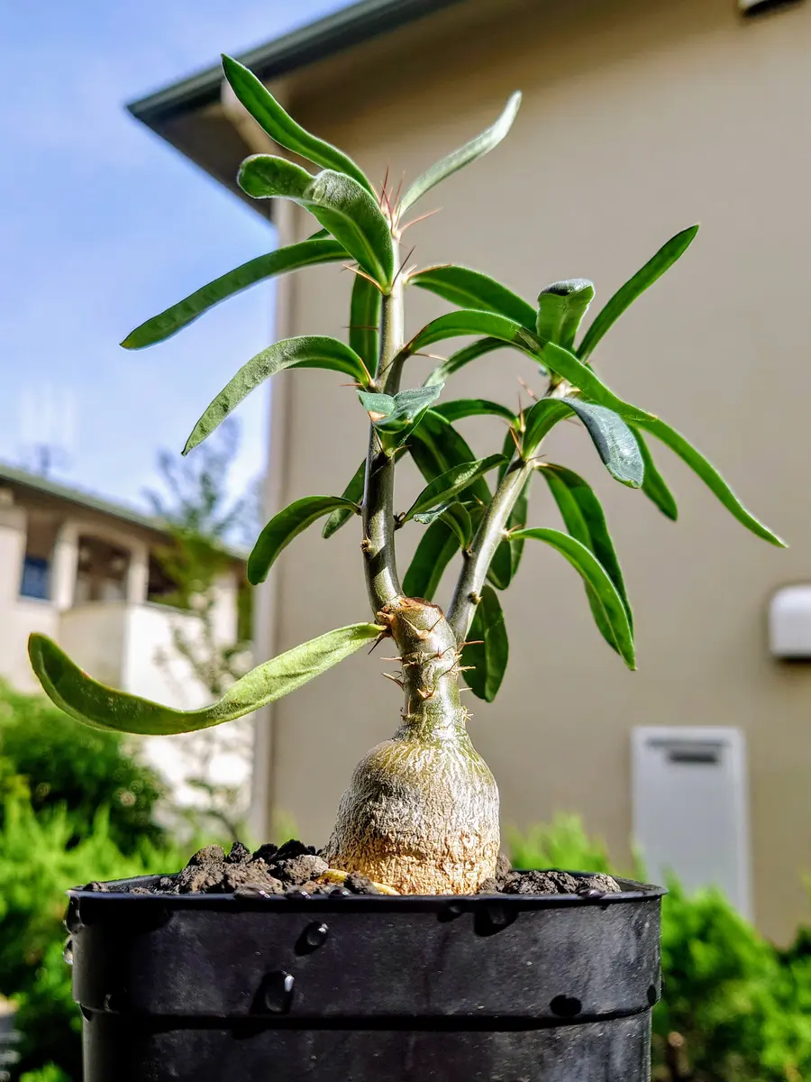 パキポディウム・サキュレンタムさん、お引越し！｜園芸日記byPlantskafka｜みんなの趣味の園芸｜1192394
