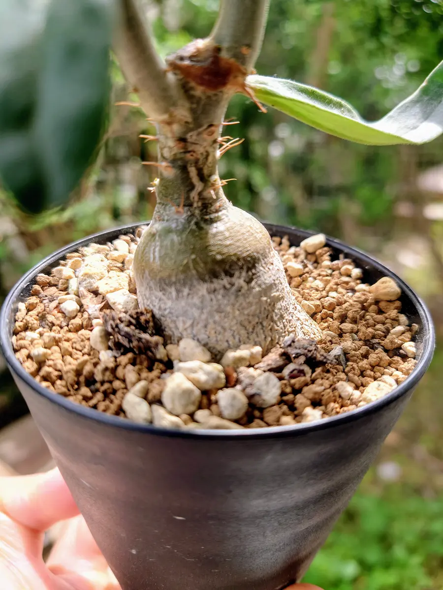 パキポディウム・サキュレンタムさん、お引越し！｜園芸日記byPlantskafka｜みんなの趣味の園芸｜1192394