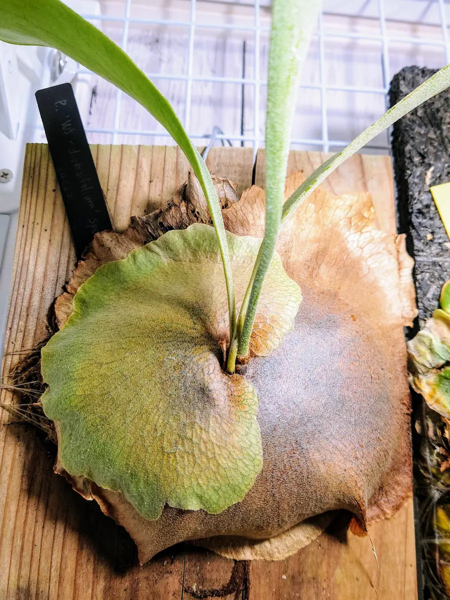ビカクシダ胞子培養W5xdiversifoliumさん、胞子葉出る！｜園芸