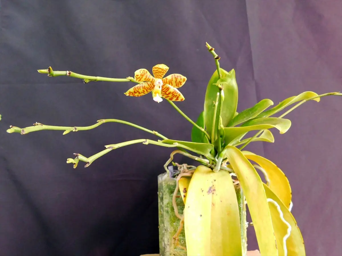 胡蝶蘭原種 ファスシアータ 開花〔写真1枚目〕-ネカタさんの日記