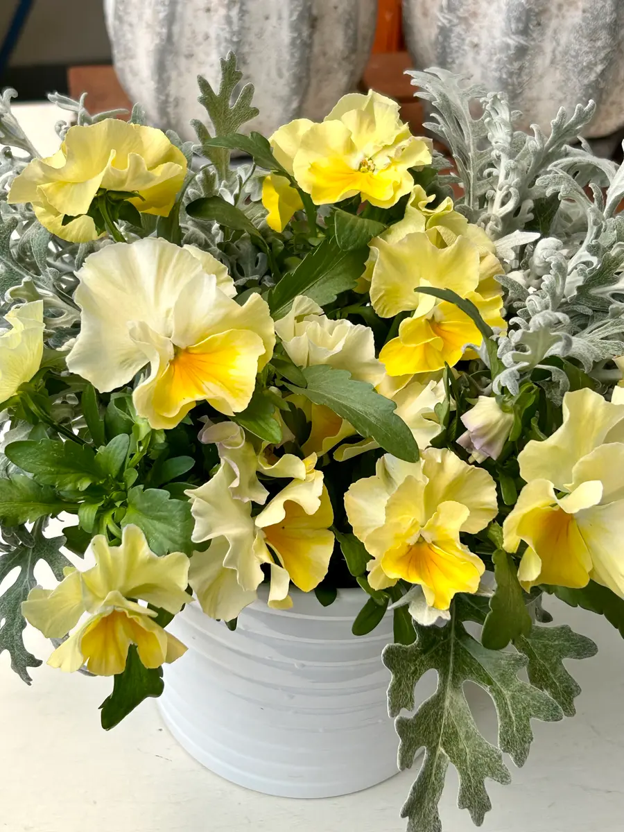 冬”から“夏”の寄せ植えへ・・♪｜園芸日記bymocomaru｜みんなの趣味の