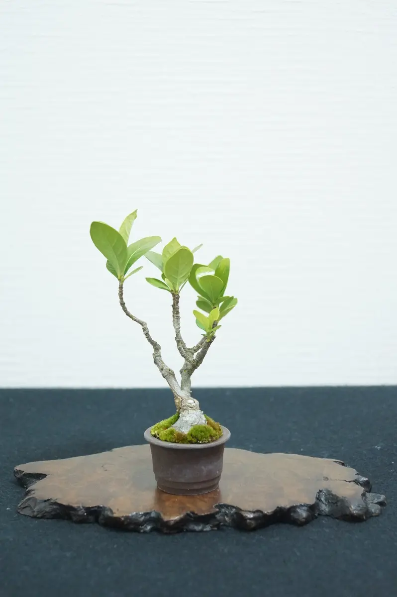 丸葉クチナシ盆栽 盆栽「丸葉クチナシ」挿し木｜園芸日記byFLOWERMAN｜みんなの趣味の