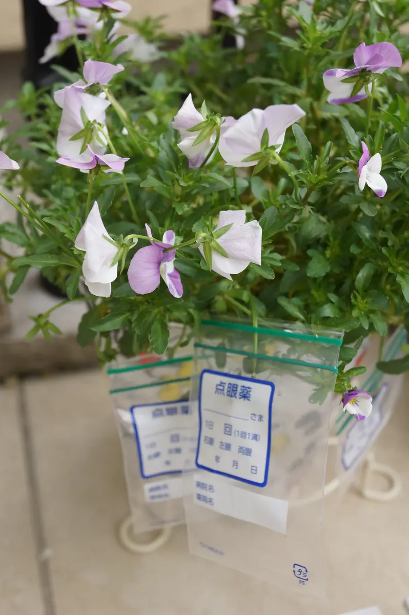 盆栽「丸葉クチナシ」挿し木｜園芸日記byFLOWERMAN｜みんなの趣味の
