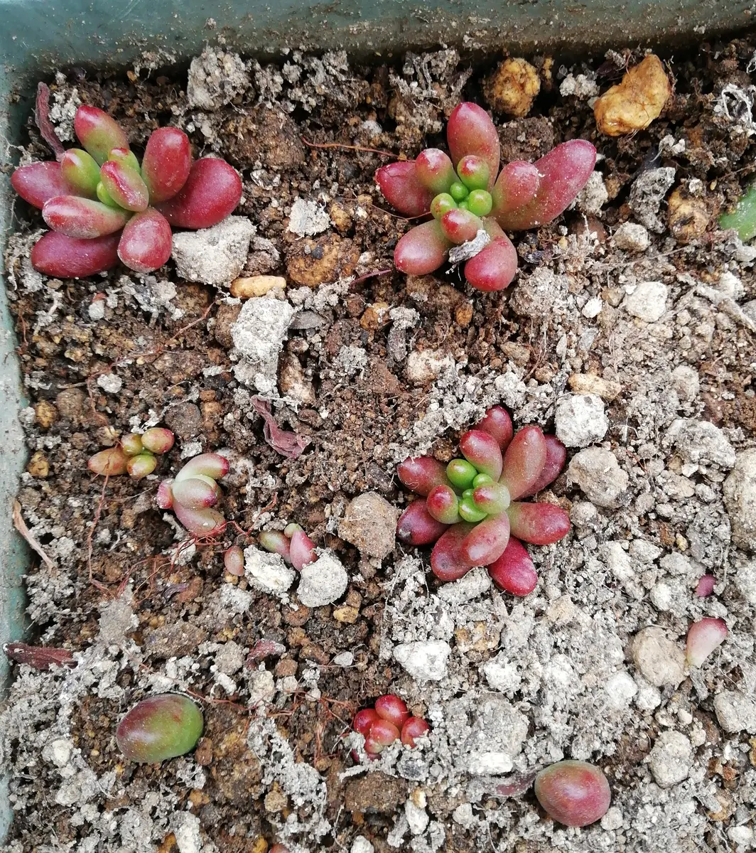 ニジノタマ(虹の玉)｜園芸日記by三日月｜みんなの趣味の園芸｜1193216