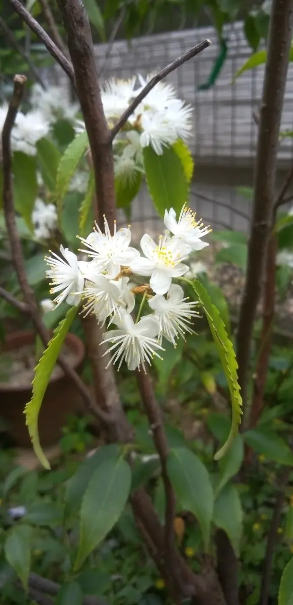 ハイノキ/199 ハイノキ/199 【公式通販】