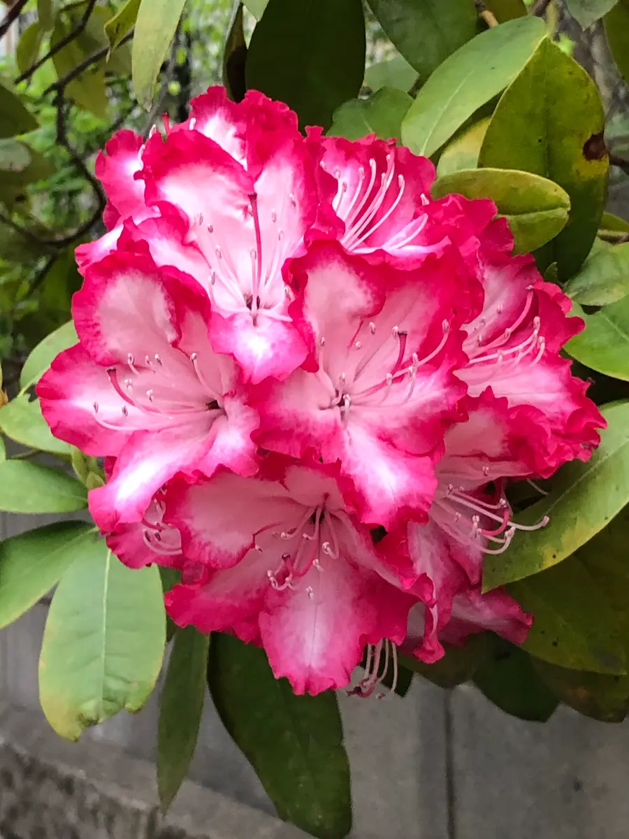 ❣️お決まりのお品です。ご遠慮くださいませ❣️ 正絹　着物　藤の花芍薬牡丹色々 Amazon.co.jp: お宮参り 着物 女の子 正絹初着 女の子用産着 赤