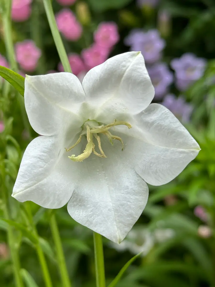 カンパニュラ・タキオン（桃葉キキョウ）白花、たくさん咲きました