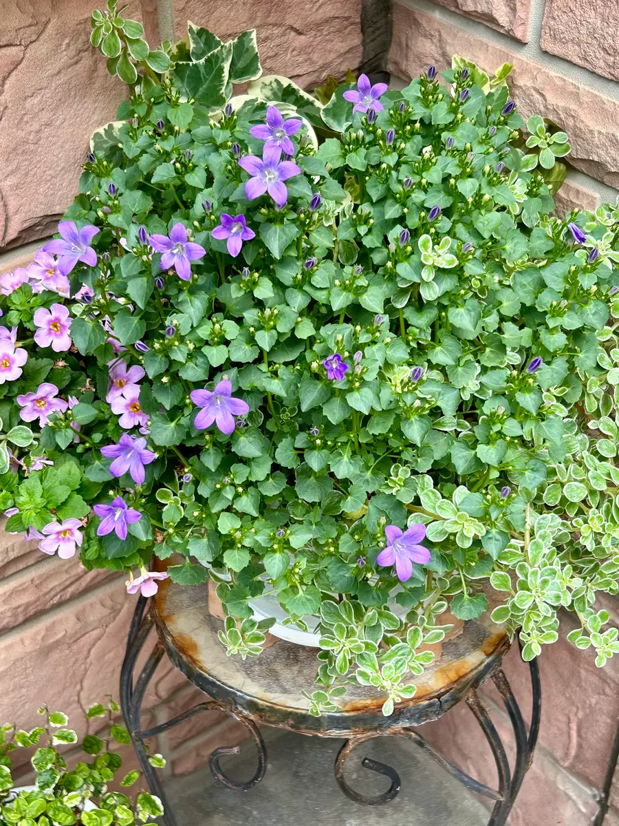 ベルフラワー”開花へ・・♪〔写真2枚目〕-mocomaruさんの日記