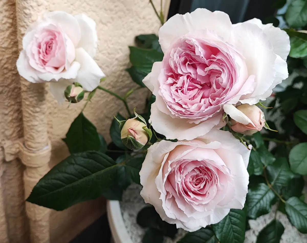 ウェッジウッド　ローズブーケ  薔薇　ピンク　5枚 ザ・ウェッジウッドローズ〜超強健な廃盤イングリッシュローズ