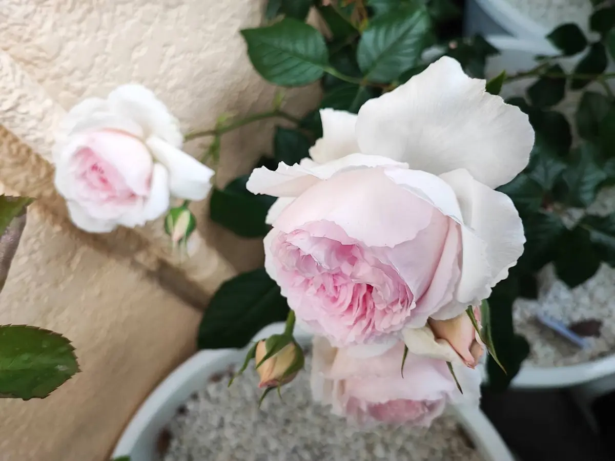 🫖ザ・ウェッジウッド・ローズ🌹｜園芸日記byCojocojo｜みんなの