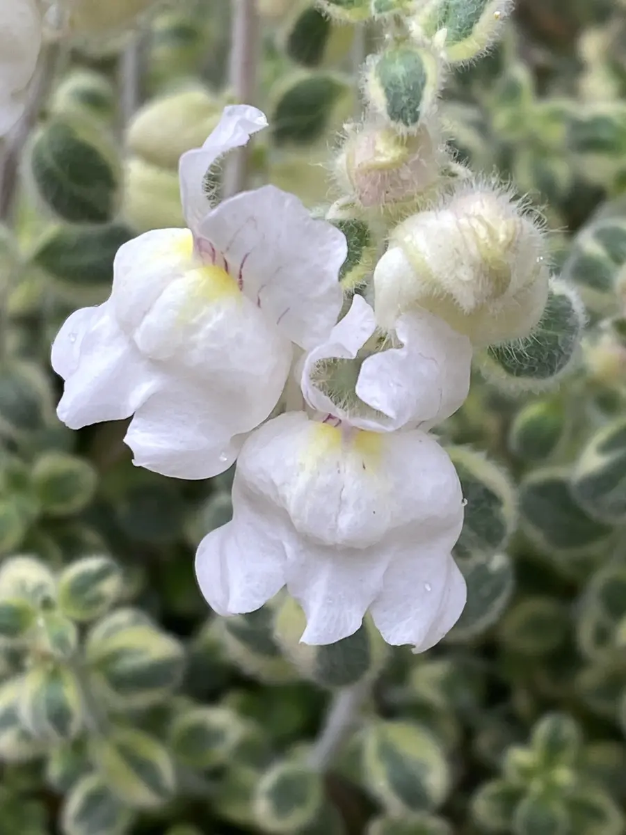 ムーンライトオブトリニティ😍｜園芸日記byあきっぴ～｜みんなの趣味の