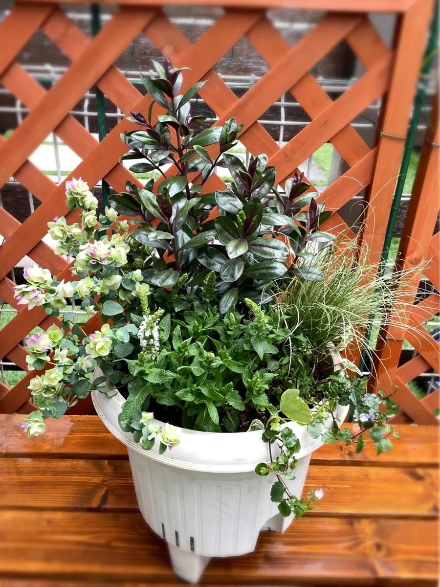 寄せ植えの日記一覧|あずきもちさんの園芸日記-みんなの趣味の園芸