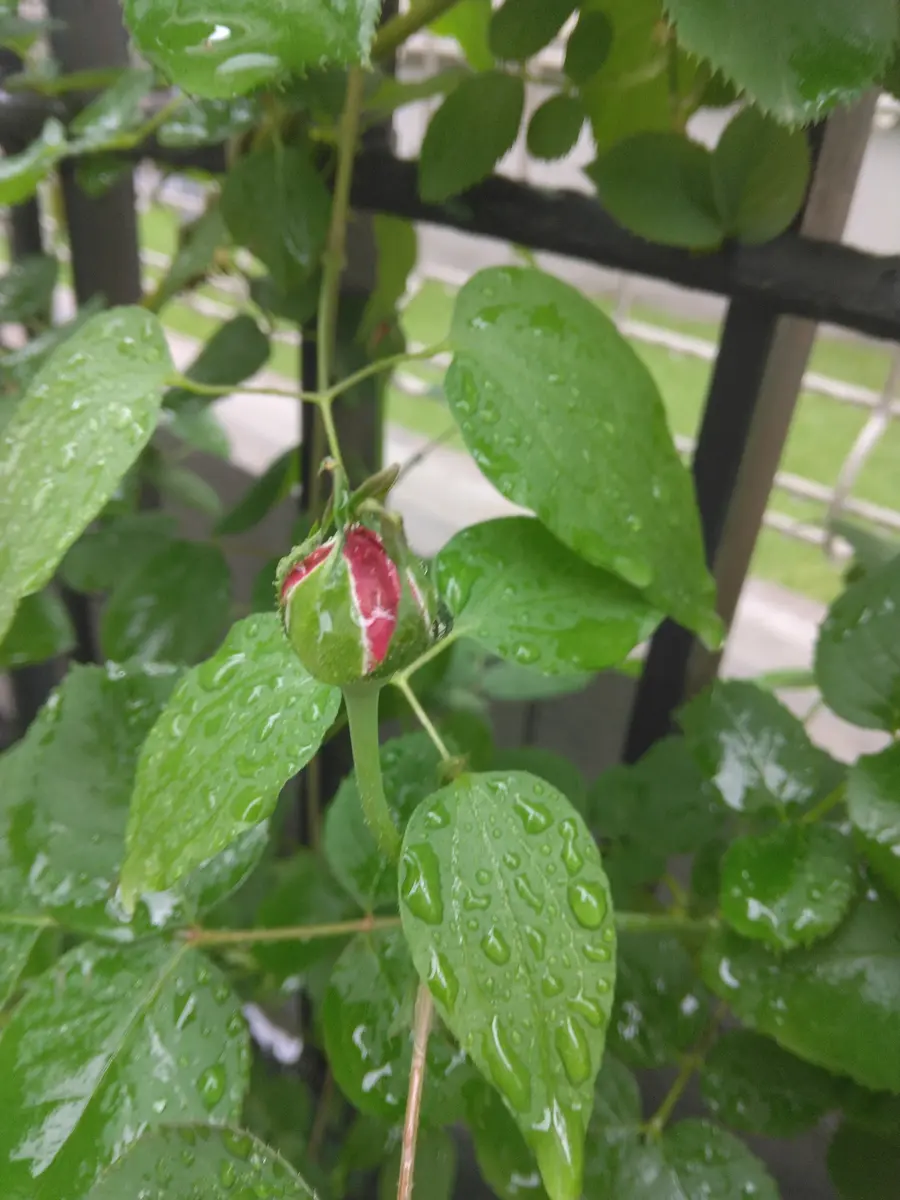 バラ苗　ゆきこ　トゲなし　9 バラ苗 ゆきこ トゲなし 9 バラ苗【6号新苗】ユキコ 国産苗 6