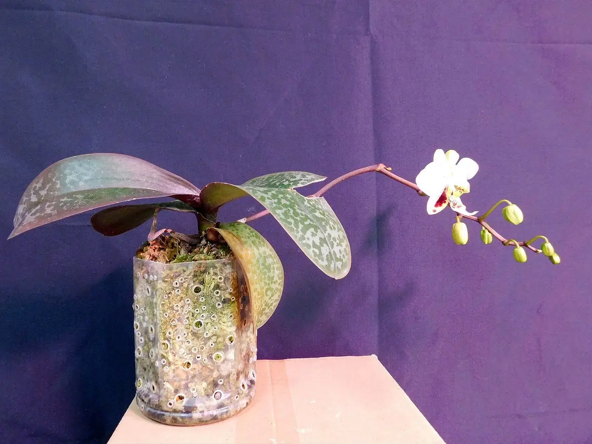 胡蝶蘭原種 スチュアティアナ 開花｜園芸日記byネカタ｜みんなの趣味の