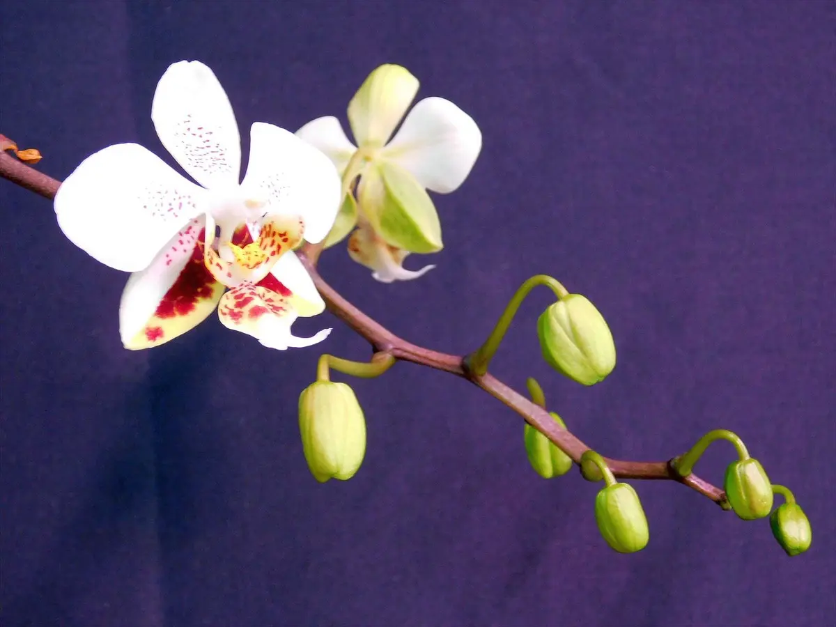 胡蝶蘭原種 スチュアティアナ 開花｜園芸日記byネカタ｜みんなの趣味の