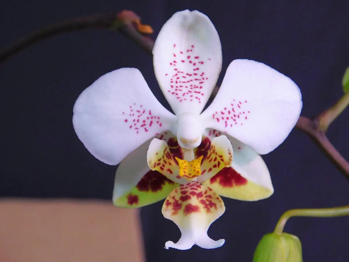 胡蝶蘭原種 スチュアティアナ 開花｜園芸日記byネカタ｜みんなの趣味の