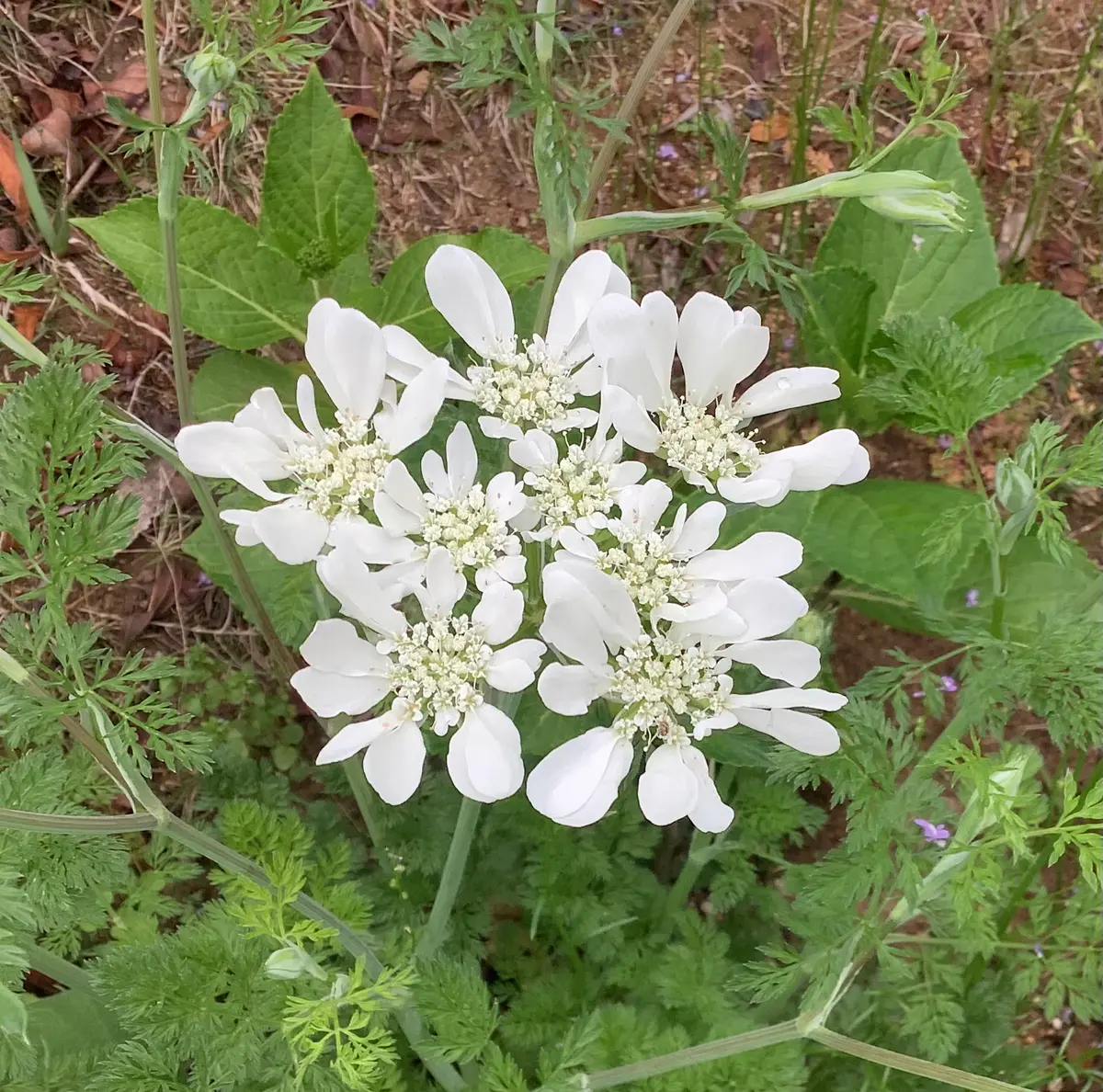咲き始めた白い花🌿｜園芸日記byママりんた｜みんなの趣味の園芸｜1194396